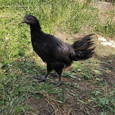 Gromadzyniowka-Pod Czarnym Kogutem Daire Ustrzyki Dolne Dış mekan fotoğraf
