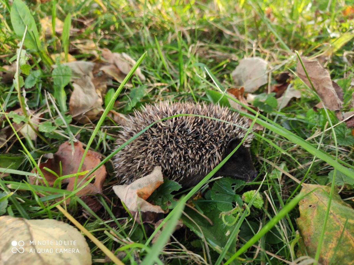 Gromadzyniowka-Pod Czarnym Kogutem Daire Ustrzyki Dolne Dış mekan fotoğraf